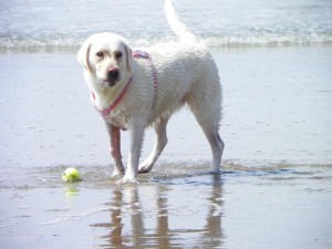 Misty's day at the beach, 9/11/11